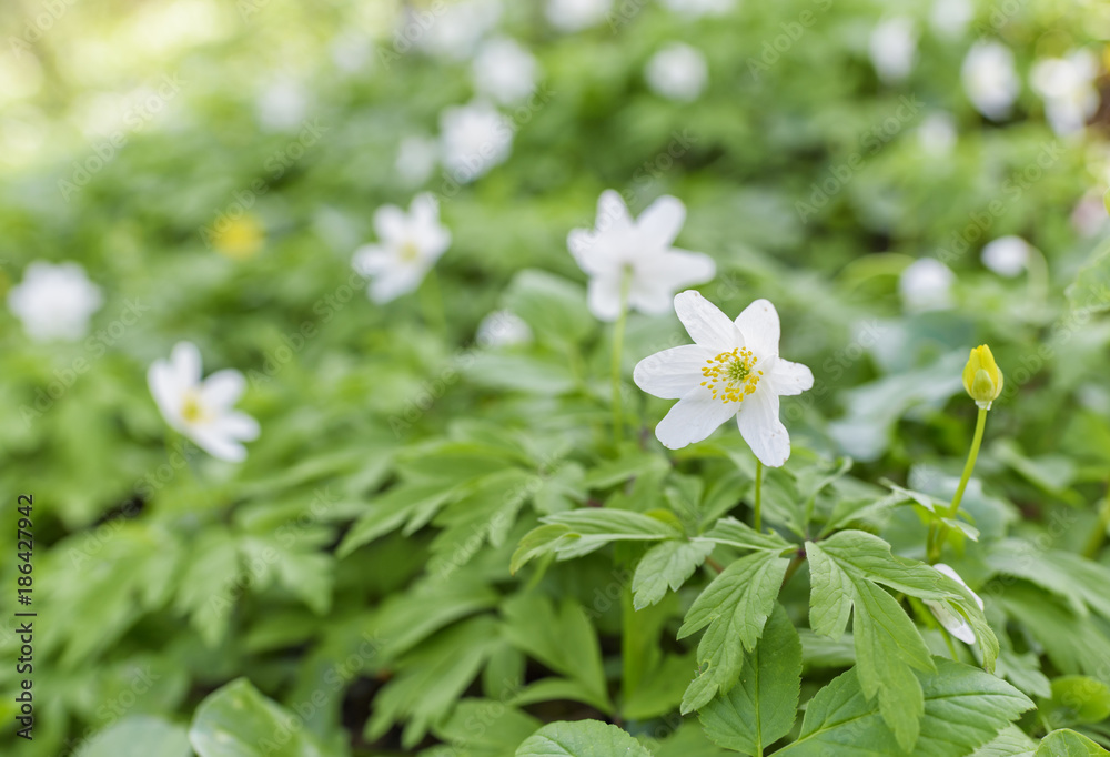 White anemone flowers blooming in spring. Natural white flowers in forest. White anemone flowers blooming in spring. Natural white flowers in forest.