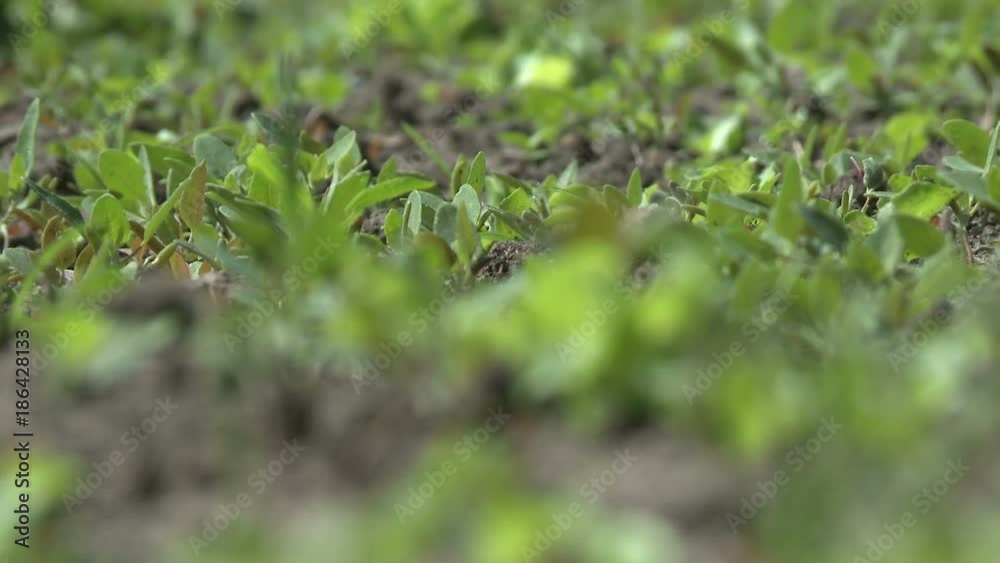 Strawberry bushes bed in windy weather video Strawberry bushes bed in windy weather video