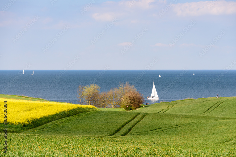 Wunschmotiv: Ostsee mit Segelbooten hinter einem Rapsfeld #186428384