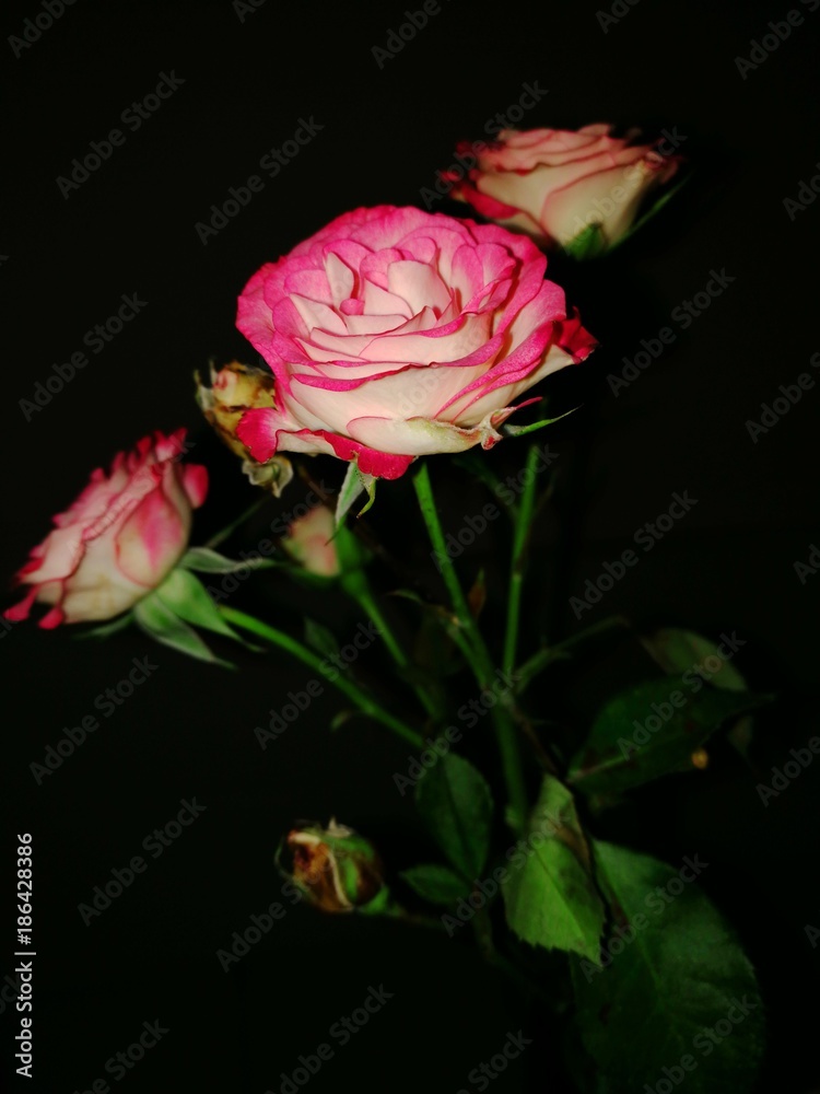 Rose mit schwarzem Hintergrund