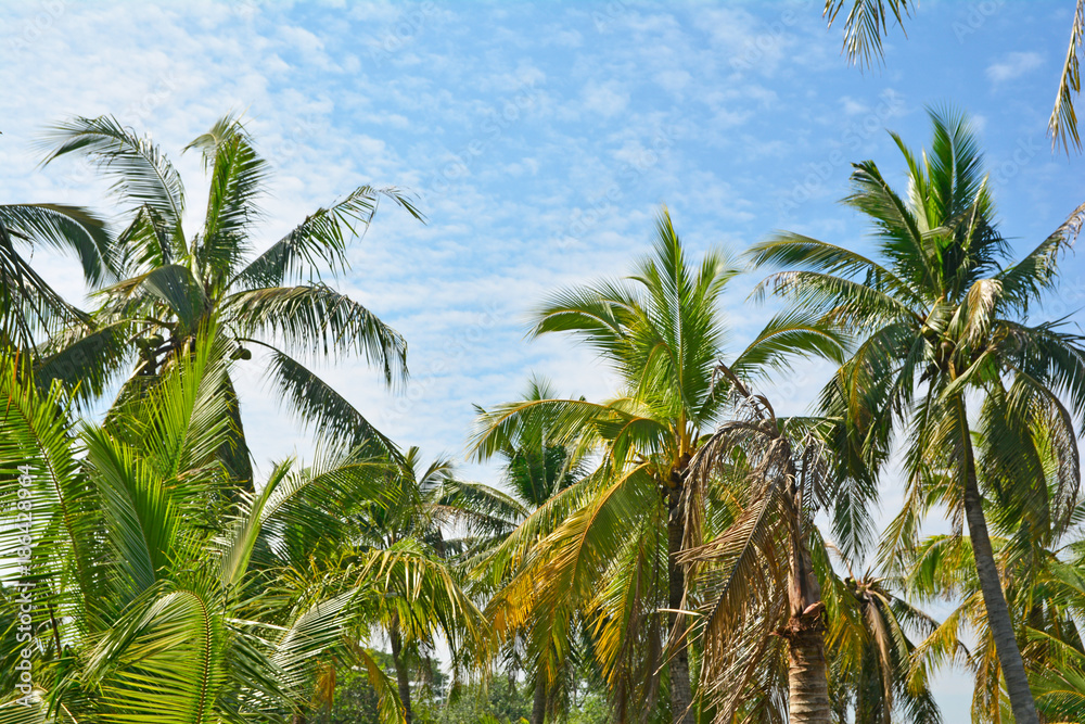 Summer view of sky and coconut trees.