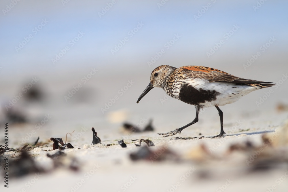 Calidris alba. The wild nature of the North Sea. Bird on beach by the sea. The beautiful nature of Europe. A beautiful picture of nature. Sea. Water. Calidris alba. The wild nature of the North Sea. Bird on beach by the sea. The beautiful nature of Europe. A beautiful picture of nature. Sea. Water.
