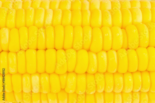 yellow corn background , texture yellow corn. beautiful.. fresh corn