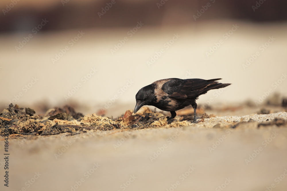 Obraz premium Hooded Crow. Corvus cornix. Mid-sized bird. It is spread throughout Europe. Corvus cornix. The wild nature of the North Sea. Helgoland. Nature of Europe. Free nature. Beach. Sea.
