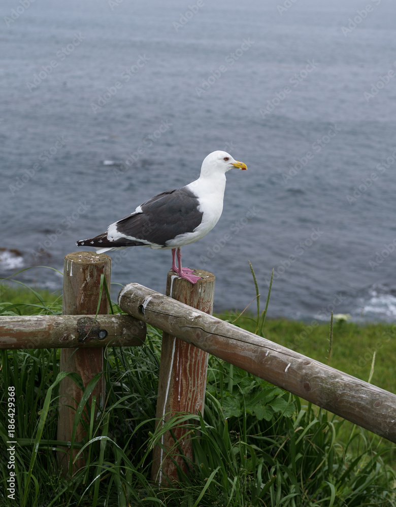 Obraz premium Seagull on a fence flying around Kiritappu cape, Hokkaido, Japan