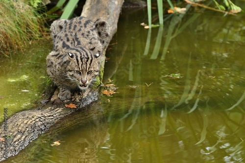 Photography Beautiful and elusive fishing cat in the nature habitat near water