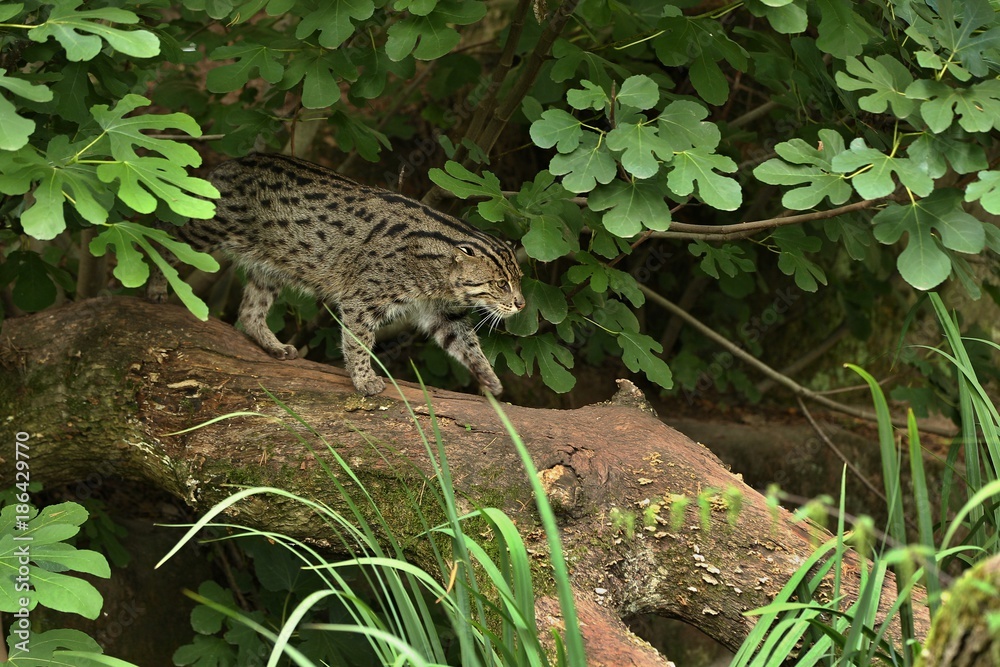 Obraz premium Beautiful and elusive fishing cat in the nature habitat near water. Endangered species of cats living in captivity. Kind of small cats. Prionailurus viverrinus.