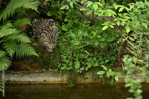 Photography Beautiful and elusive fishing cat in the nature habitat near water