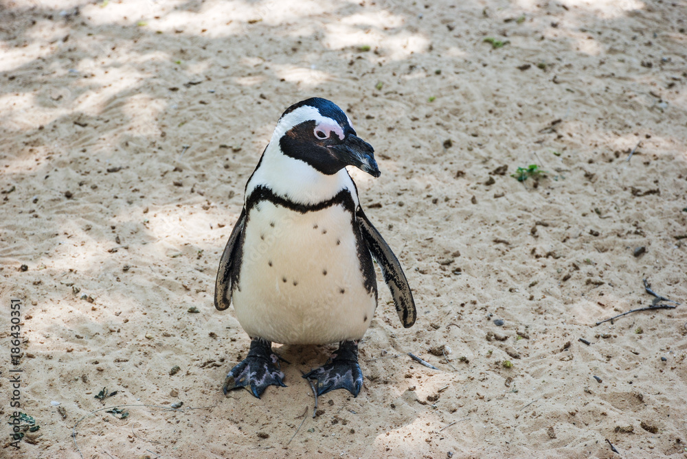 Naklejka premium The African penguin (Spheniscus demersus), also known as the jackass penguin and black-footed penguin