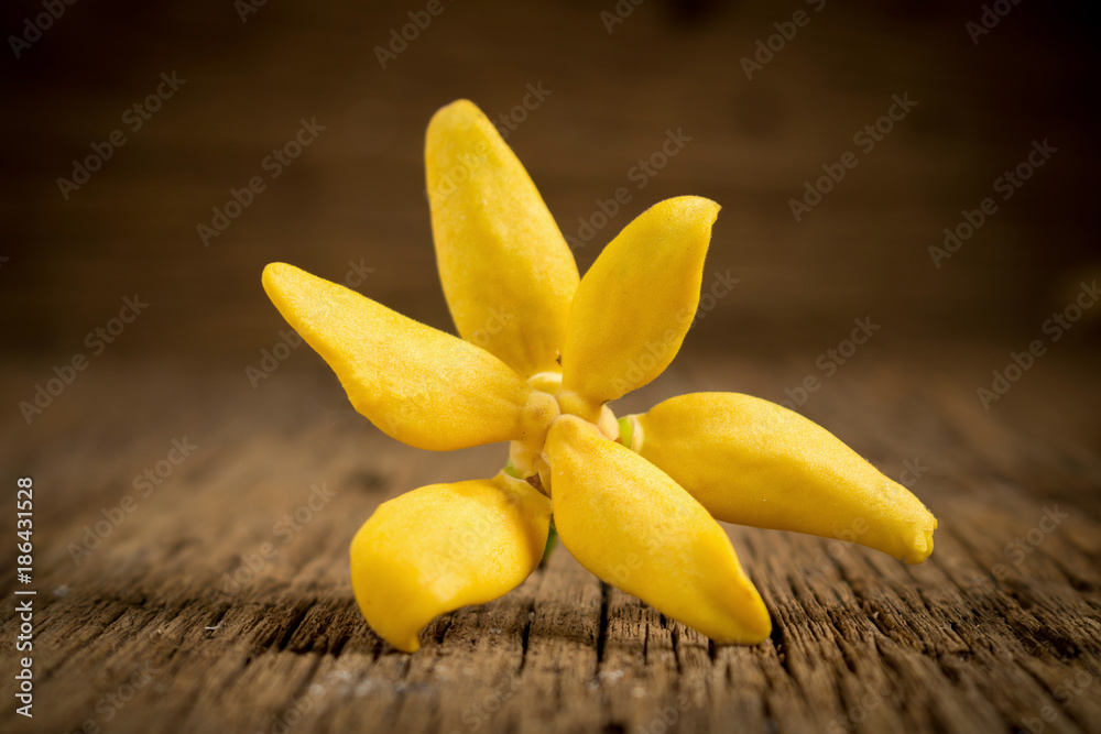 flower climbing ylang-ylang, climbing ilang-ilang, manorangini, hara-champa kantali champa on wooden flower climbing ylang-ylang, climbing ilang-ilang, manorangini, hara-champa kantali champa on wooden