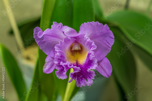 purple orchid closeup