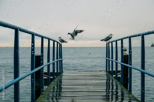 Gulls on the shores of Lake Geneva