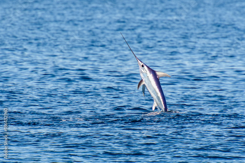 Fotografiet Swordfish to the surface of the sea