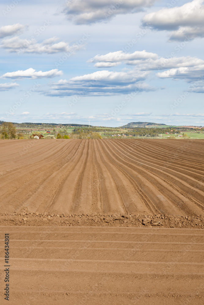 Potato field in a rural spring landscape
