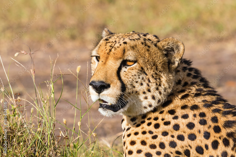 Naklejka premium Cheetah