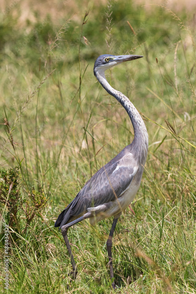 Fototapeta premium Black-headed heron walking in the high grass