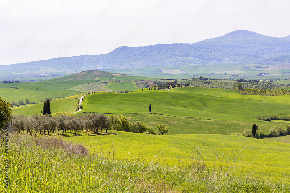 Farmland and an olive grove in Tuscany's rolling landscape