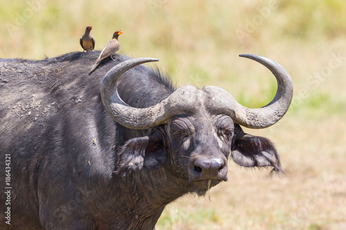 фотографія African buffalo with oxpecker on its head