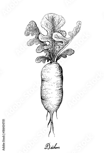 Hand Drawn of Fresh Daikon Radish on White Background
