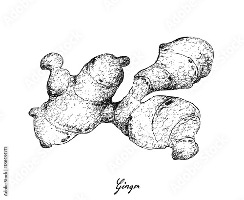 Hand Drawn of Ginger Root on White Background