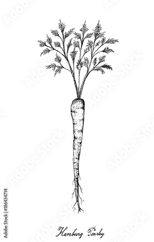 Hand Drawn of Green Hamburg Parsley on White Background