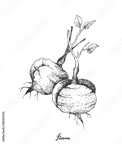 Hand Drawn of Fresh Jicama on White Background