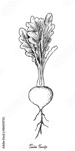 Hand Drawn of Prairie Turnip on White Background