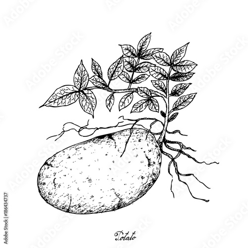 Hand Drawn of Fresh Potatoes on A White Background