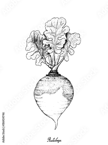 Hand Drawn of Rutabaga on White Background