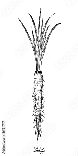 Hand Drawn of Salsify on White Background