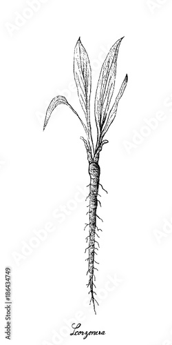 Hand Drawn of Scorzonera on White Background