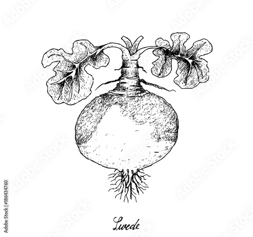 Hand Drawn of Swede on White Background