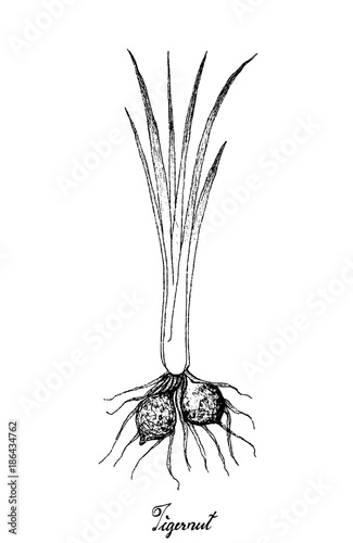 Hand Drawn of Tigernut Plant on White Background photo