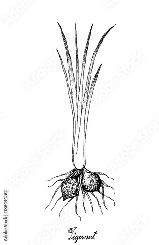Hand Drawn of Tigernut Plant on White Background