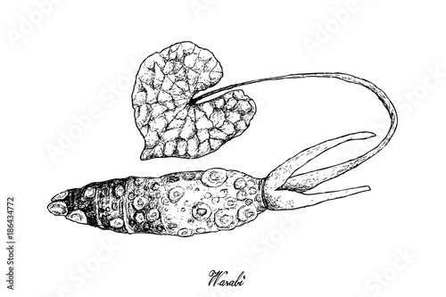 Hand Drawn of Wasabi Root, Also Known as Japanese Horseradish