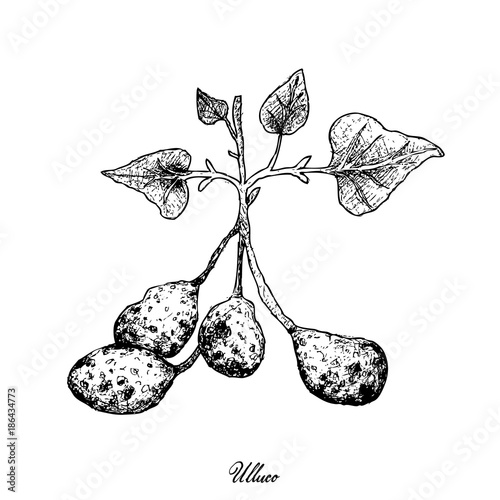Hand Drawn of Ullucus Tuberosus on A White Background