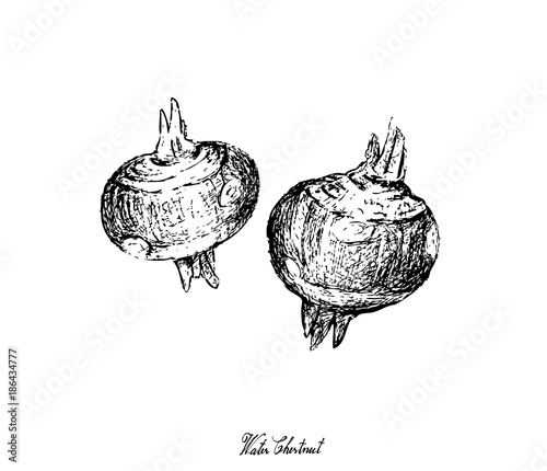 Hand Drawn of Water Chestnut Plant on White Background