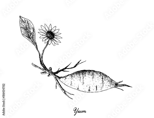 Hand Drawn of Fresh Yacon on White Background