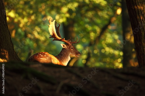 Dama dama. Photo was taken in the Czech Republic. Free nature. Beautiful animal image. Forest. Autumn colors. 
