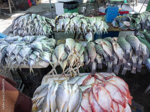 Rich offer of fish, Quito marketplace, Ecuador