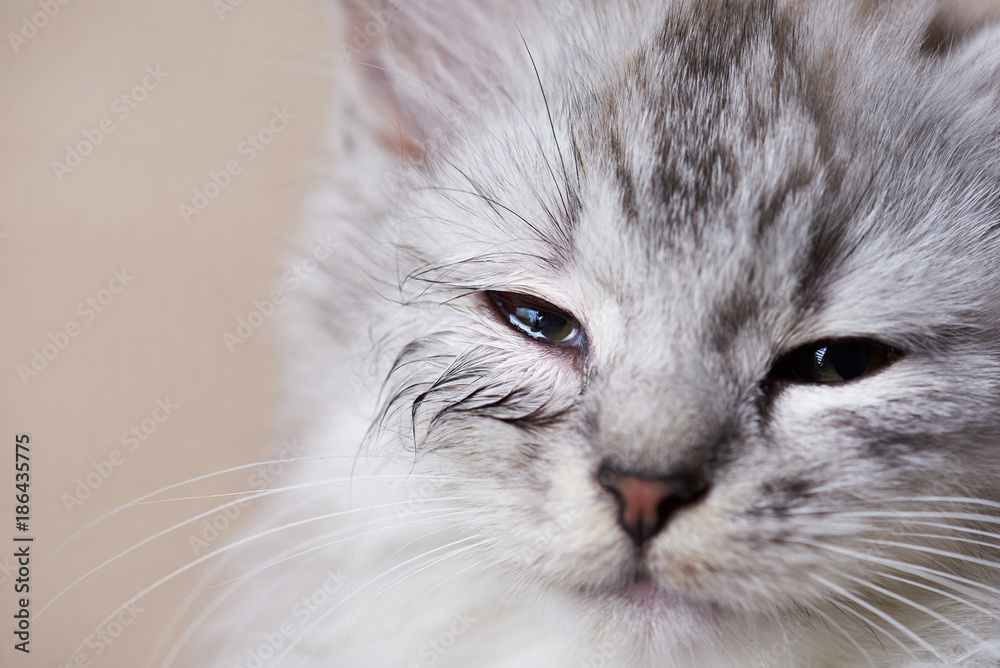 Fototapeta premium Zainfekowane oko kota