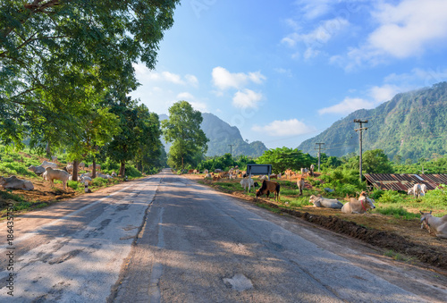 Cow beside a country road