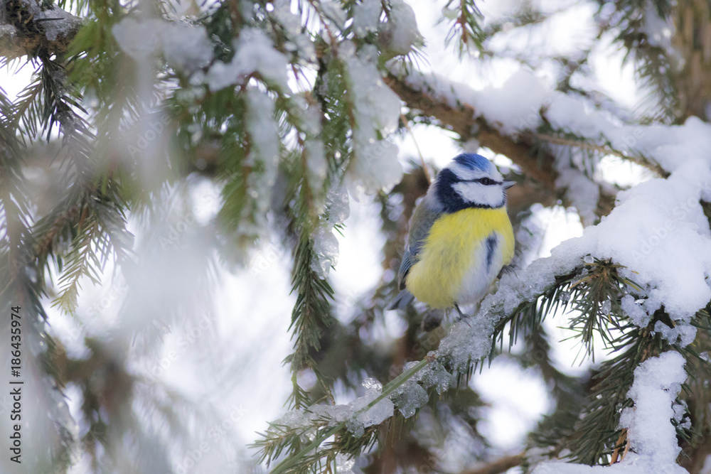 Fototapeta premium eurasian blue tit in winter, cyanistes caeruleus