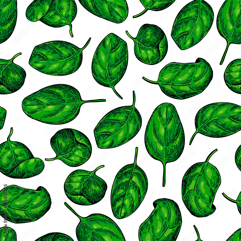 Spinach leaves hand drawn vector seamless pattern. Isolated draw Spinach leaves hand drawn vector seamless pattern. Isolated draw