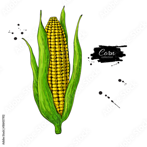 Corn cob hand drawn vector illustration.  