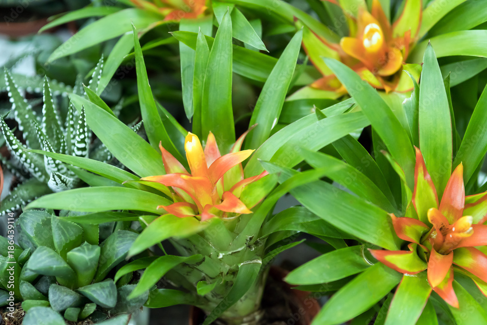 Obraz premium Potted green tropical house plants in pots. Aechmea distichantha, Weilbachii Bromeliaceae. Decoration of the interior.