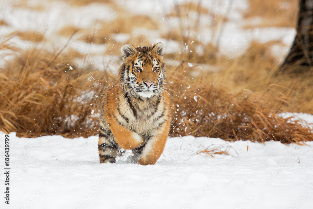 Obraz premium Tygrys syberyjski (Panthera tigris tigris) zwany także tygrysem amurskim.Tygrys jest koloru czerwonawo-rdzawego lub rdzawożółtego, z wąskimi czarnymi poprzecznymi paskami.