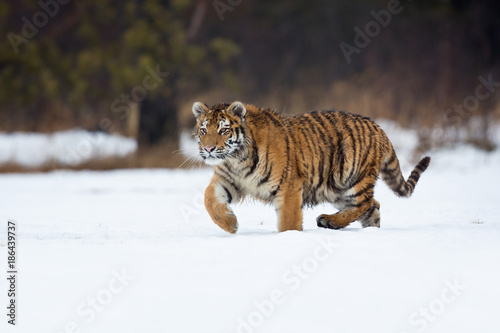 Siberian tiger (Panthera tigris tigris) also called Amur tiger.The tiger is reddish-rusty, or rusty-yellow in color, with narrow black transverse stripes.