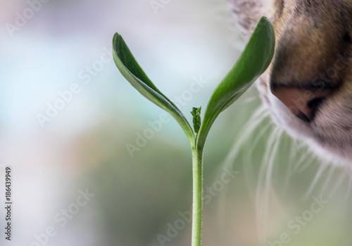 Closeup of a cat nose sniffing a young sprouting beautiful green plant, with out of focus background