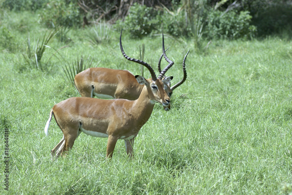 Obraz premium Impala antelopes in Samburu National park, Kenya